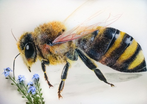 Original Bee painting by me 