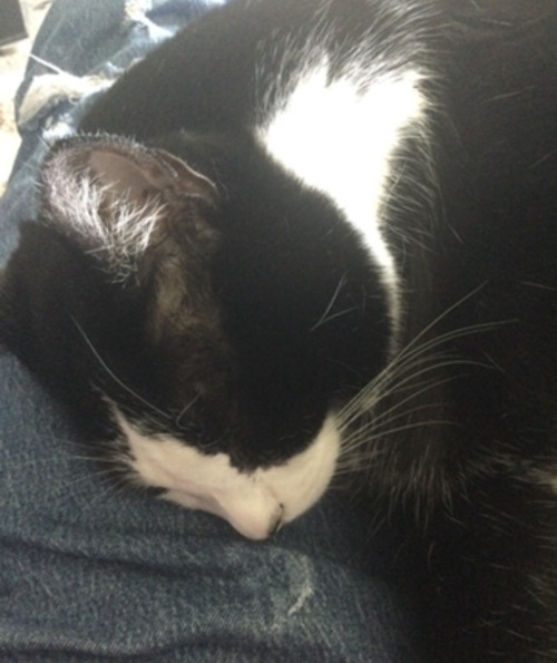 a black and white (tuxedo?) cat sleeping on a pair of blue jeans with a small smudge of dried white paint on the leg. in this moment, he was just a sleepy little man...I miss him.