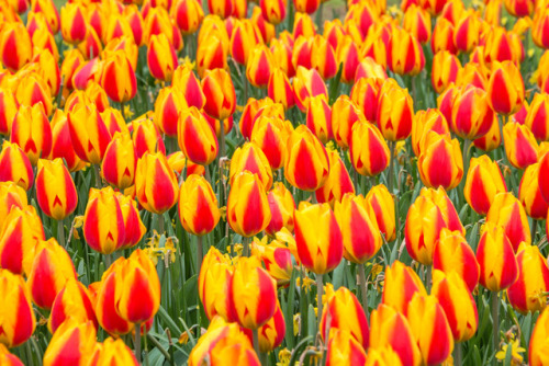 Keukenof, Holland.Tulips, hundreds, thousands, maybe millions of tulips, muscarii, and other flowers