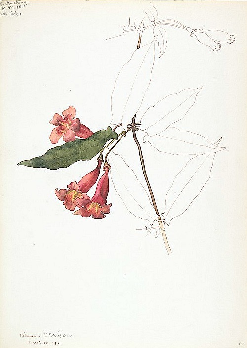 stilllifequickheart:  Margaret Neilson Armstrong Rhododendron Flowers  1911