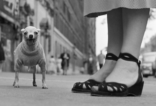 This one goes out to the dogs. Happy #NationalDogDay! Elliott Erwitt on man’s best friend: &ld