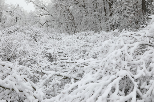 vandaliatraveler:The alder swamp at the West Virginia Botanic Garden this morning. The ice fell firs