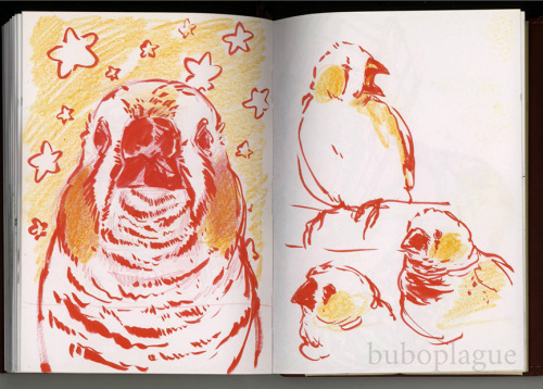 buboplague:A download of this 95pg sketchbook full of birds is available exclusively to patreons!