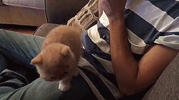 thenatsdorf:Kitten wants ice cream!