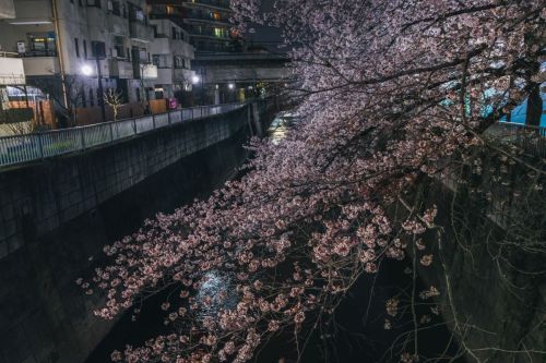 shunya-wisteria: 桜散歩 - ある晴れた日の午後、神田川沿いにて 高井戸周辺、および東中野周辺の神田川沿いを散策。 Keep reading