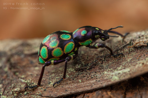 jumpingjacktrash: onenicebugperday:Pachyrhynchus Weevils, Southeast Asian IslandsPhotos by Fran