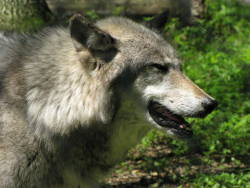 wolvesfordayz:  Lakota Wolf Preserve