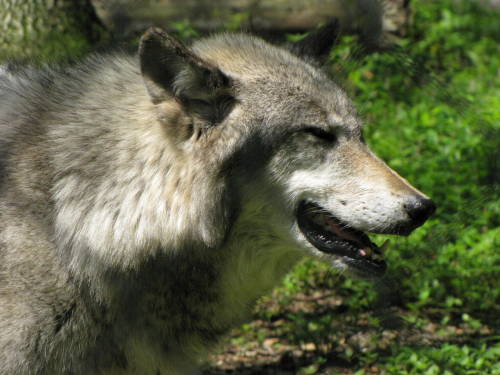 Porn wolvesfordayz:  Lakota Wolf Preserve photos