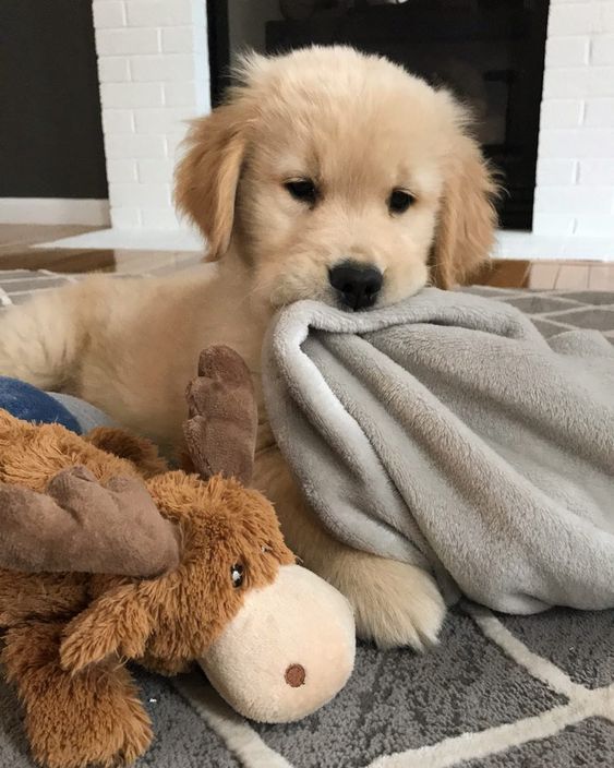 Puppies Make Me Happy