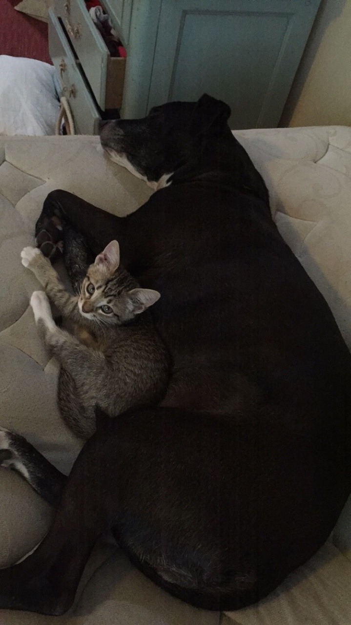 unflatteringcatselfies:  This is Sasha Grey (yes after the porn star) and we’re