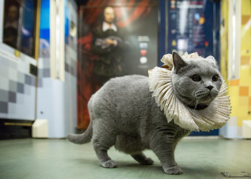 quillionaire:ohsoromanov:The Bard, The Cat and The Metro: British Feline Rides Moscow’s Shakespeare 