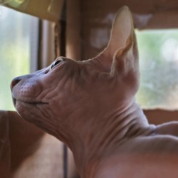 hairless-hugo:  Little Wendell being a window cat.