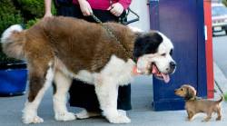 mynamesdiana:  doodooprincess:a big dog and a little dog  I need both
