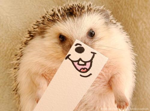 Porn photo thefrogman:  Marutaro the Hedgehog [tumblr