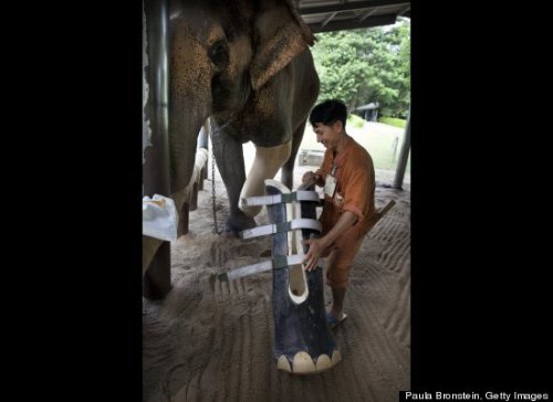 sixpenceee:  A 50-year-old elephant in Thailand who lost her left front leg a few years ago is now kicking it up with a new prosthetic.The elephant, named Motala, lost the appendage in 1999 after she accidentally stepped on a land mine left over from