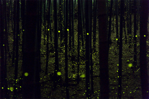 from89:  Fireflies in the Forests of Nagoya City (by Yume Cyan)   Amazing.