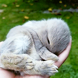 warm-positivity:[ID: two gifs of a small bunny laying on someone’s hand which they are nuzzling into