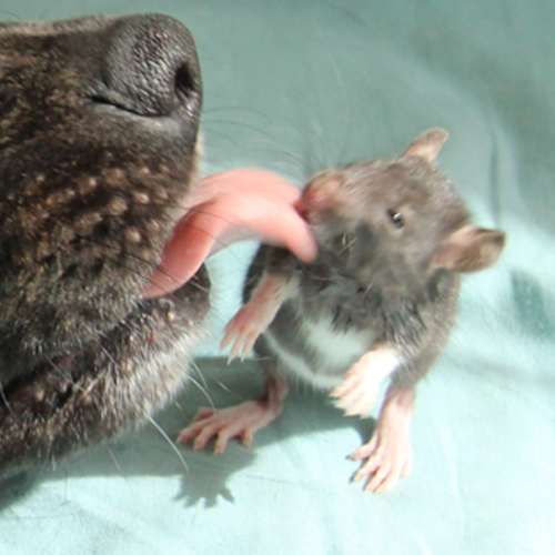 catsbeaversandducks:  Osiris and Riff Ratt Osiris is a 3-year-old Dutch Shepherd mix. Riff Ratt is a 3-month-old fancy rat. They live in Chicago and they’re BFFs. Photos by ©Osiris   Riff Ratt  Muy hermosos