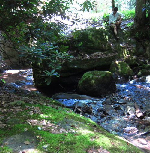 June 26 2015 - Pisgah Nat’l ForestDead Hemlock after dead Hemlock. They are really being wiped