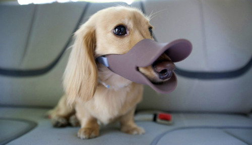 hoarr:  marjoree:  For dogs that bite the Japanese have invented Quack — a less threatening looking muzzle.  FINALLY 