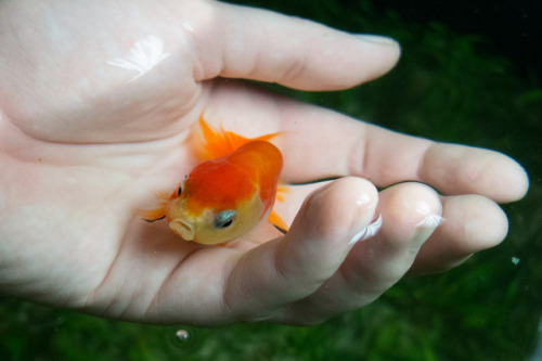 Some of my female Ranchu :)