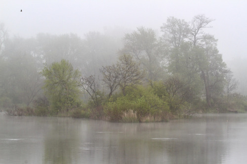 Scenes from the Southern bottomlands