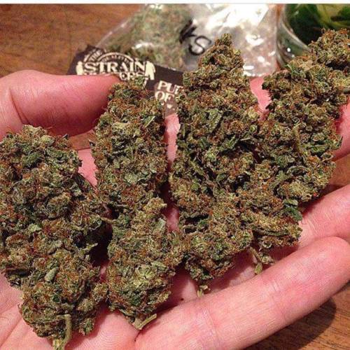 scottwills123: Winner of the Sativa and Cannabis Club. Amnesia is one of the strongest Sativa Strain