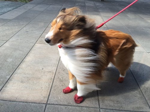as-warm-as-choco:  THIS DOG (春一番シリーズ ) 