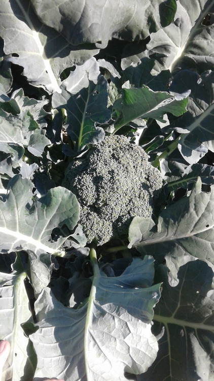 Broccoli! Can harvest the first one reeeeeal soon.