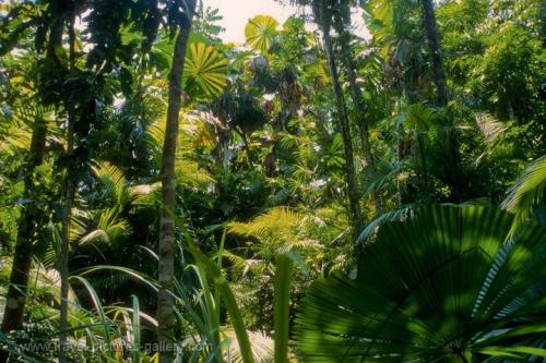 tropiqua-l: oceaniatropics: Kuranda rainforest, Queensland, Australia q’d active tropical blog 