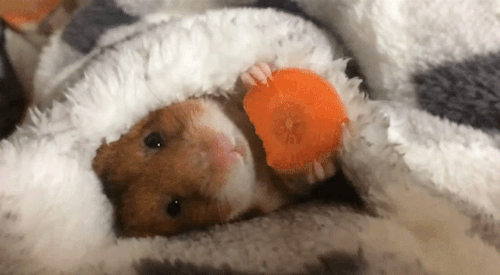 cuteness–overload:Just nibblin.Source: http://bit.ly/2kinRJs