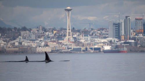 Seattle when the Orcas visit the Puget SoundPhoto by Ignacio’s Vision