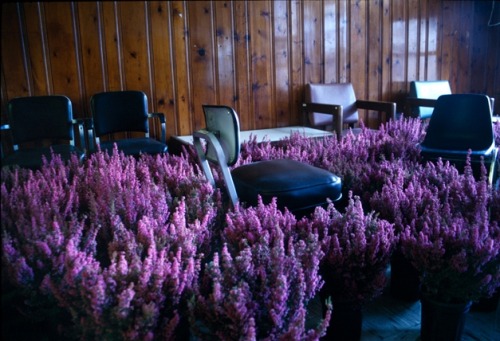 showslow:  Bloom - 28,000 Potted Flowers Installed at the Massachusetts Mental Health Center by Anna Schuleit 