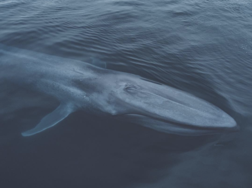 Drone photographs of blue whales - Slater Moore Photography