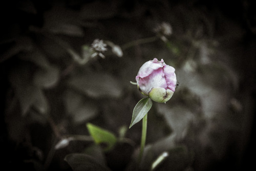 a few minutes in the garden, after a long day at work - spotted this tiny visitor