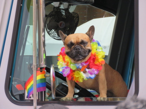 Pride dog.