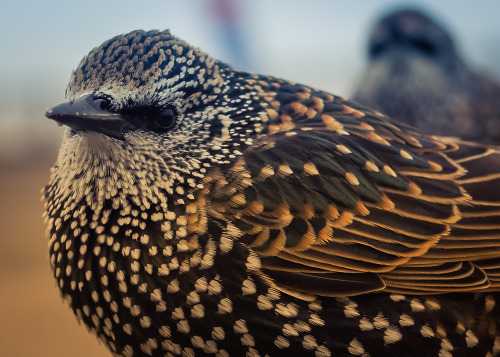 Starving chicks become greedy birdsBaby starlings that have a rough start in life grow up to become 