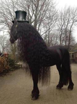 steampunktendencies:  Slash, as a horse ? 