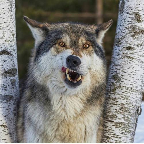It’s Wolf Wednesday… and the look on this guys mug pretty much sums it up today. Photo 