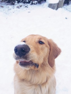 adventuresoftiffany:&ldquo;Uhhhhhh.. What’s on my nose?&rdquo;