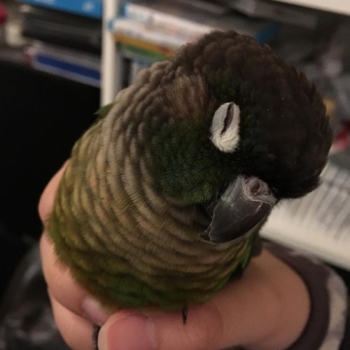 Matcha fell asleep while I was holding him #matchamanju #matcha #conure #greencheekconure #petsofins