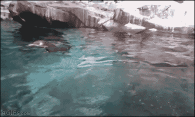 4gifs:I want this job. Zoo penguin thrower.