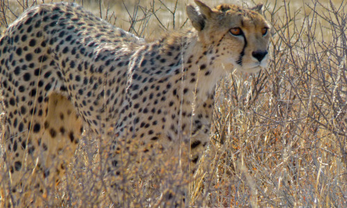 jaguarsandco:Cheetah (Acinonyx jubatus) female by Bernard DUPONT (CC Attribution 2.0 Generic)