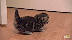 gif-guy:  follow me on http://gifini.com/