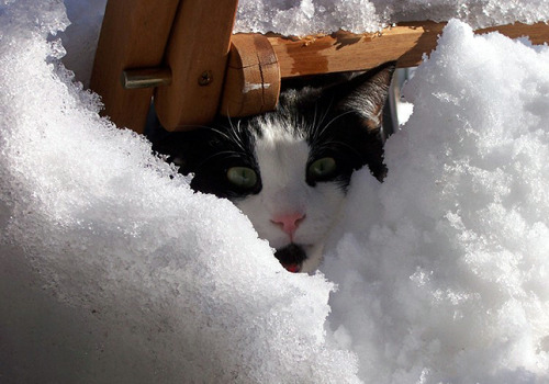 Snow Fort (by Caren With A C)