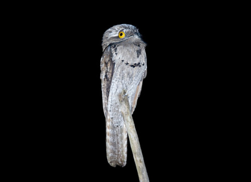 christycandid:  honesttoblarg:   The Potoo - Either the most unphotogenic or the most ridiculous looking bird in the world.  unphotogenic? these are my favorite pictures of any bird ever  my spirit animal  e foi nesse dia que as corujas aprenderam a fazer