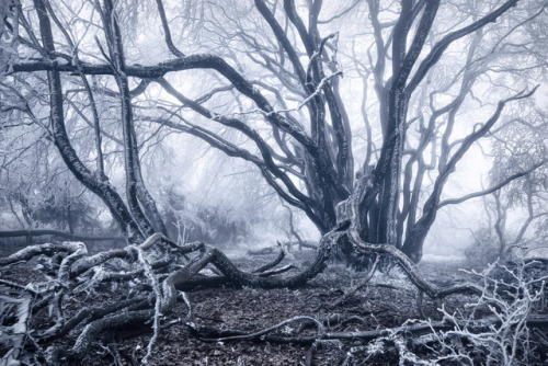 nevver: Into the woods, Kilian Schönberger 