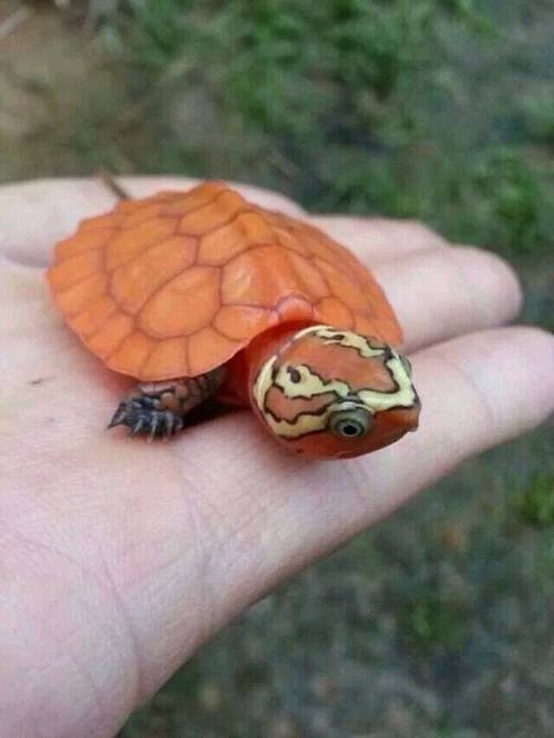 rhamphotheca:  An unusually bright orange baby Big-headed Turtle (Platysternon megacephalum) found in a rocky mountain stream in Southern China. “… (in China) We call this turtle called鹰嘴龟。 meaning Eagle Mouth turtle…” photograph/comment