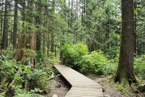matchbox-mouse:Walking through the forest. Lynn Canyon, Vancouver