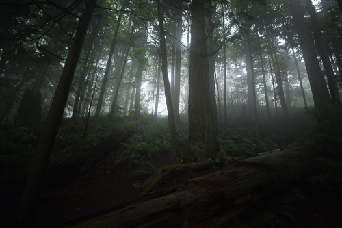 Sex lobo-de-luna: springtime in Western Washington pictures